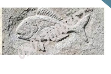 تفسیر نماد ماهی در گنج یابی